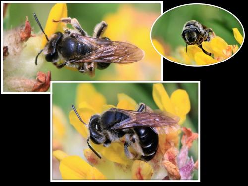 Réf. 285 382 : Andrena sp.
